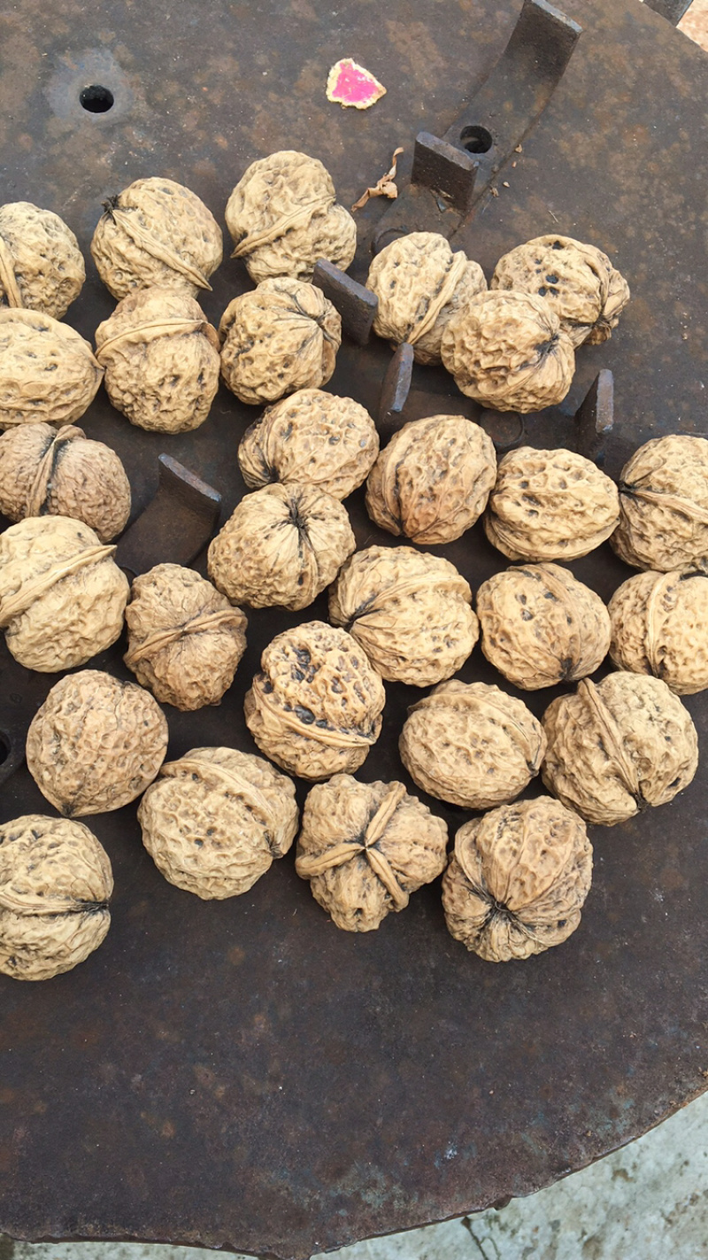 云南野生铁核桃榨油