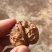 云南野生铁核桃榨油