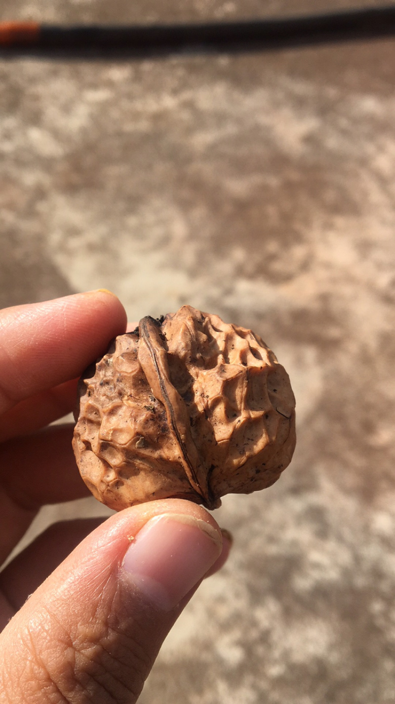 云南野生铁核桃榨油