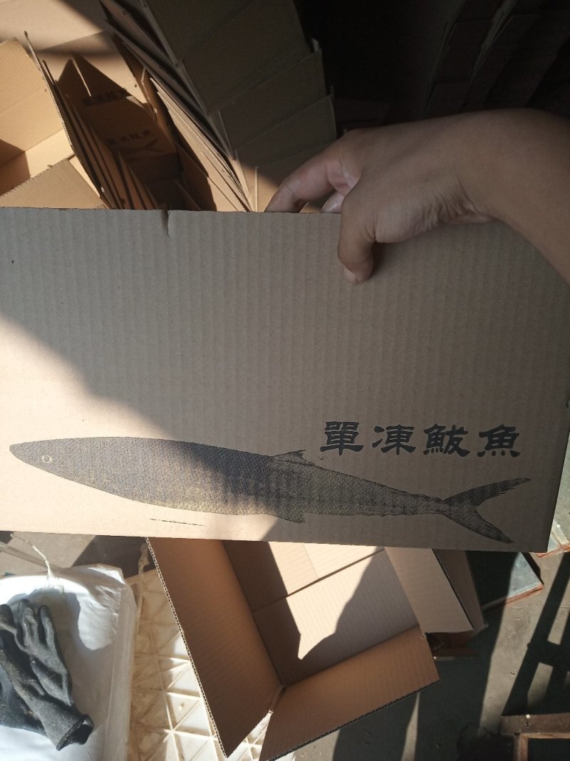 鲅鱼无破肚燕鲅烟台蓬莱海域燕鲅新货少量存货