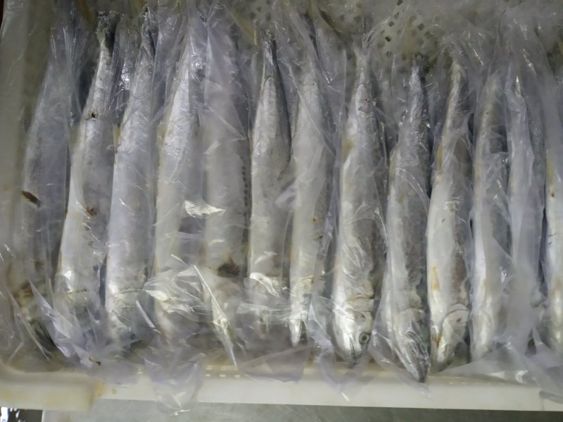 鲅鱼无破肚燕鲅烟台蓬莱海域燕鲅新货少量存货