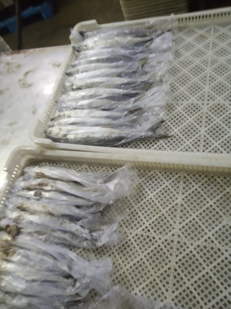鲅鱼无破肚燕鲅烟台蓬莱海域燕鲅新货少量存货