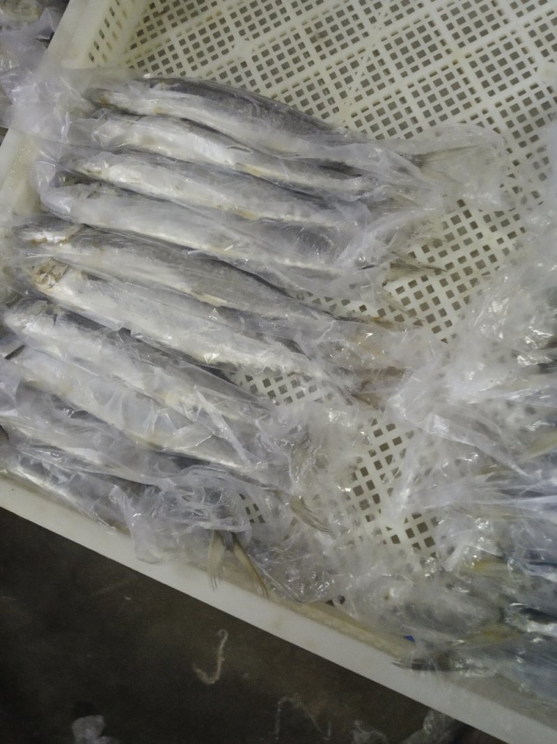 鲅鱼无破肚燕鲅烟台蓬莱海域燕鲅新货少量存货
