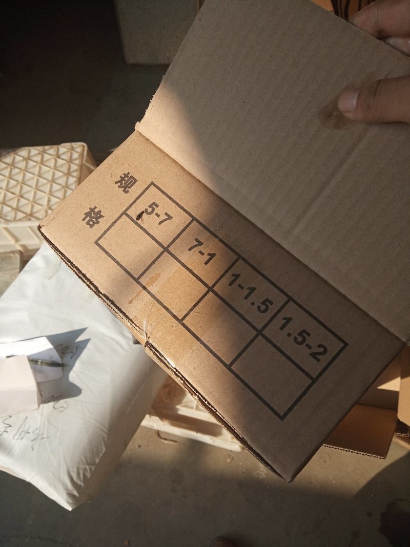 鲅鱼无破肚燕鲅烟台蓬莱海域燕鲅新货少量存货