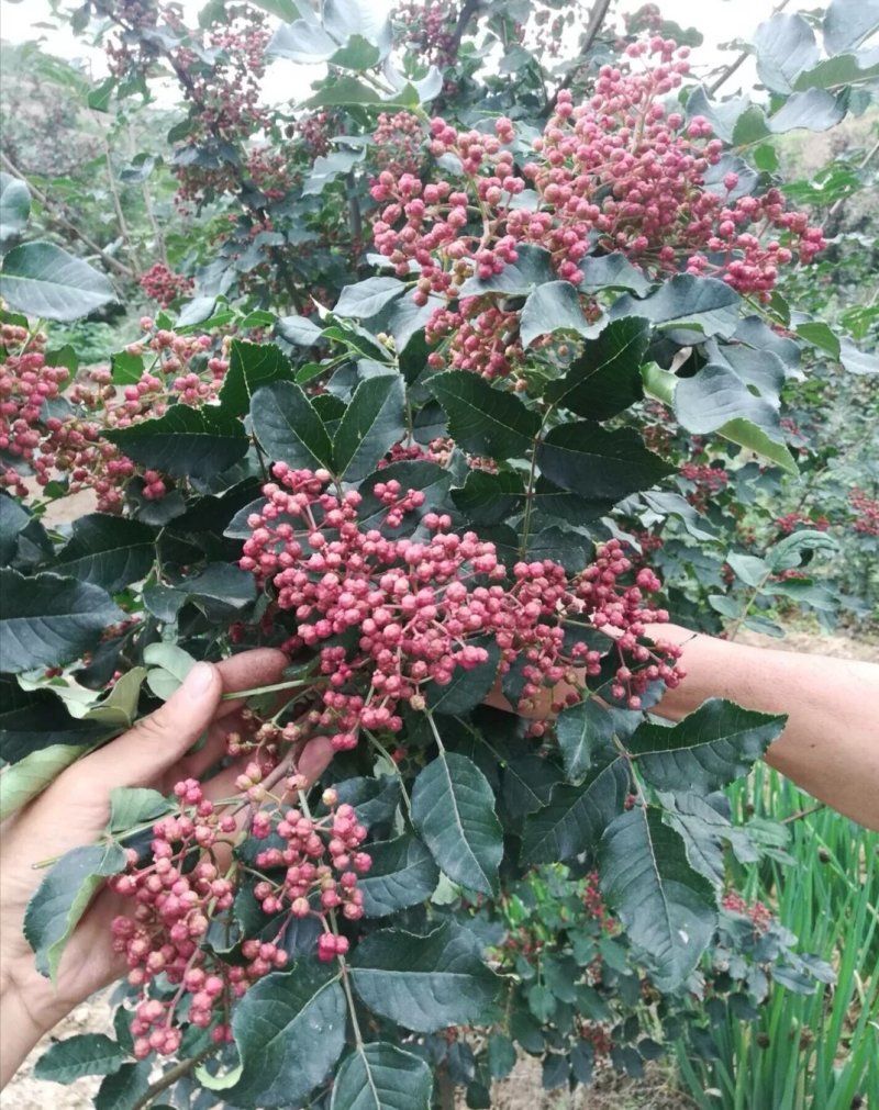 甘肃：无刺嫁接大红袍花椒苗（伏椒）提供种植技术