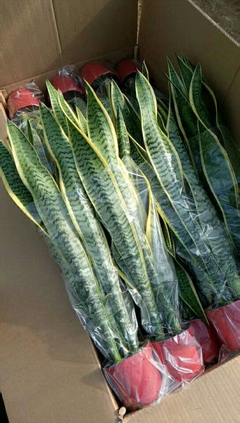 金边虎皮兰多肉植矮金边虎皮兰高20到25厘米福建漳州花卉