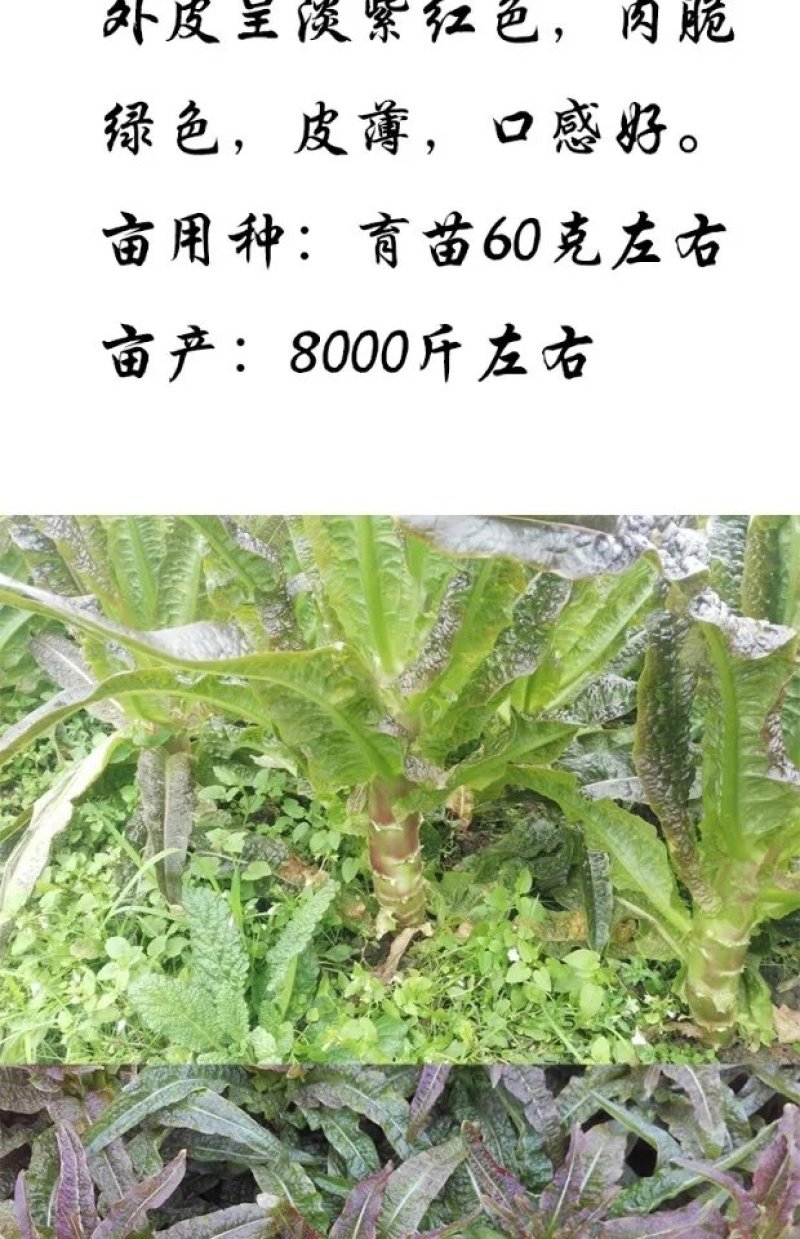 紫皮绿肉高品质绵蔬九州红霞香莴笋种子味浓红尖叶莴苣种籽