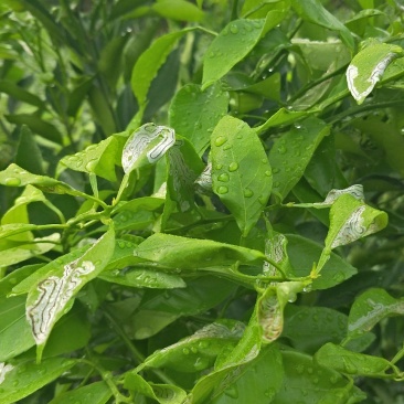 蒲江春见苗