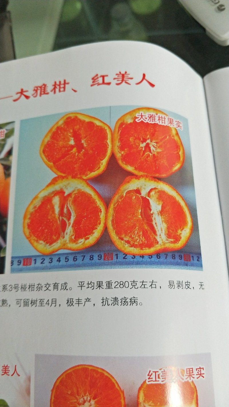 蒲江春见苗