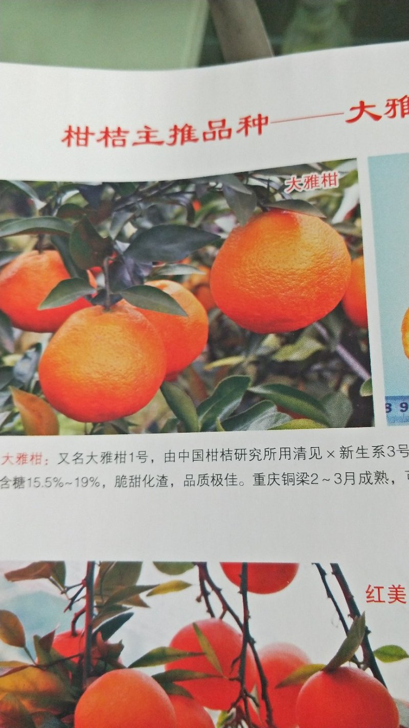 蒲江春见苗