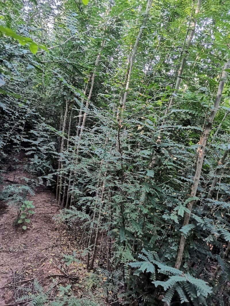 皂角树，高度两米皂角树苗
