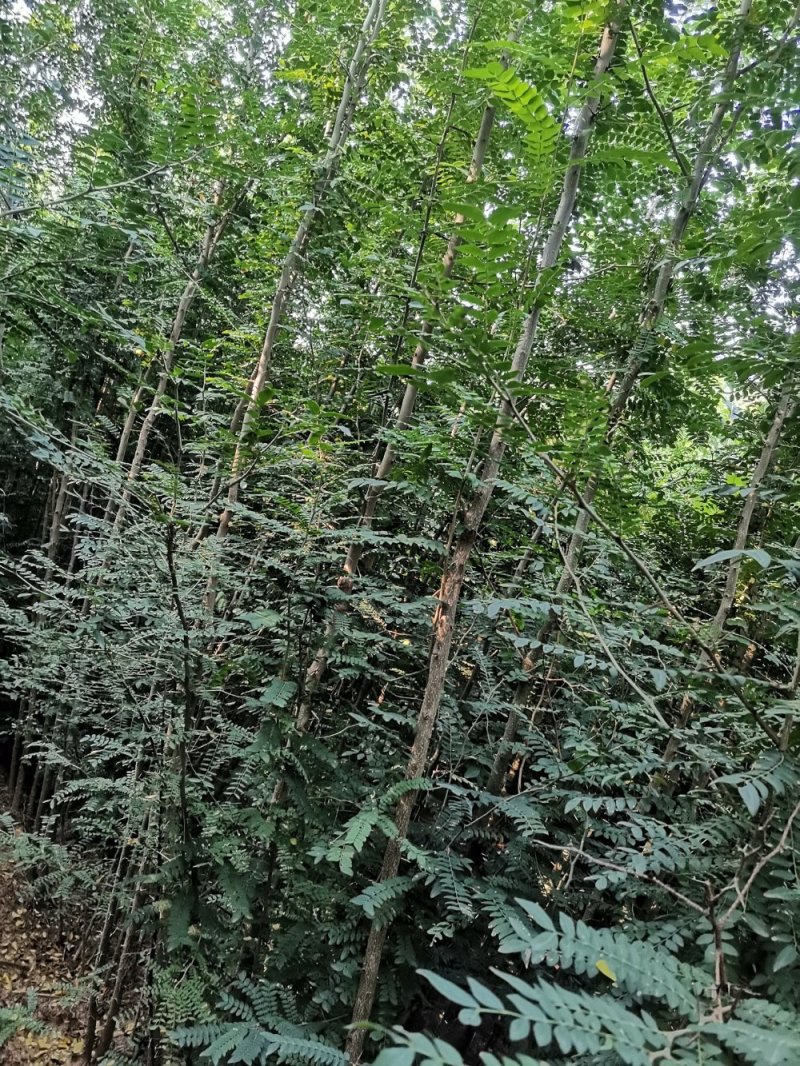 皂角树，高度两米皂角树苗
