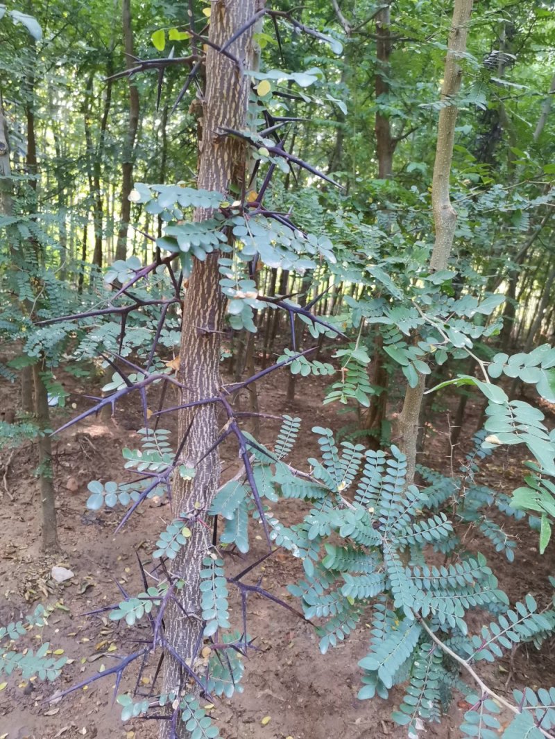 皂角树，高度两米皂角树苗