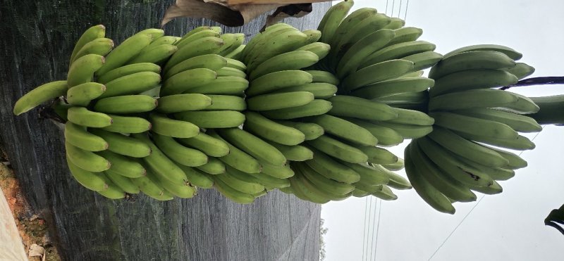 巴西香蕉苗、粉蕉、红香蕉、当年种植当年挂果
