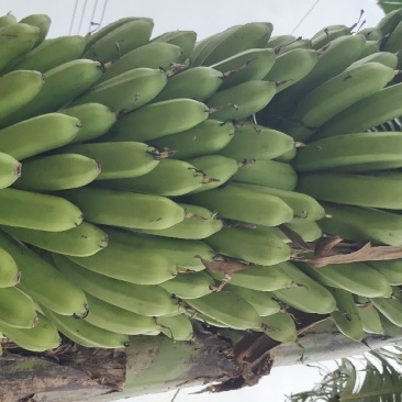 巴西香蕉苗、粉蕉、红香蕉、当年种植当年挂果