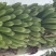 巴西香蕉苗、粉蕉、红香蕉、当年种植当年挂果