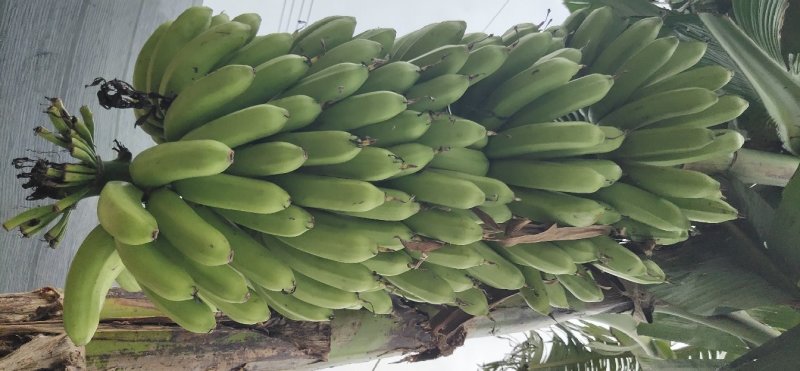 巴西香蕉苗、粉蕉、红香蕉、当年种植当年挂果