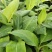 巴西香蕉苗、粉蕉、红香蕉、当年种植当年挂果