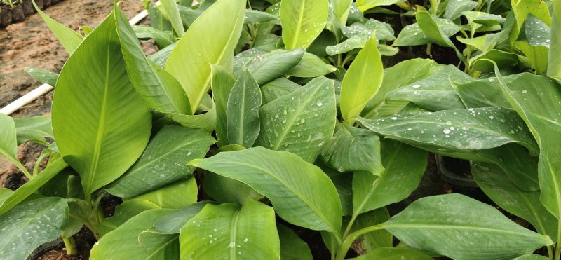 巴西香蕉苗、粉蕉、红香蕉、当年种植当年挂果