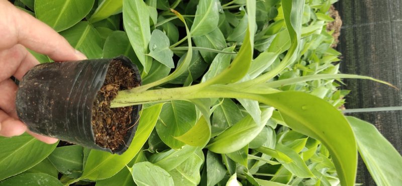 巴西香蕉苗、粉蕉、红香蕉、当年种植当年挂果