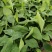 巴西香蕉苗、粉蕉、红香蕉、当年种植当年挂果