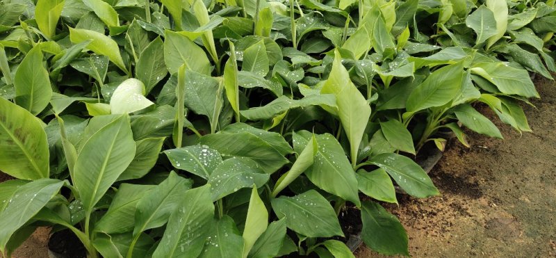 巴西香蕉苗、粉蕉、红香蕉、当年种植当年挂果