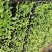 巴西香蕉苗、粉蕉、红香蕉、当年种植当年挂果