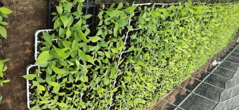 巴西香蕉苗、粉蕉、红香蕉、当年种植当年挂果