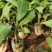 巴西香蕉苗、粉蕉、红香蕉、当年种植当年挂果