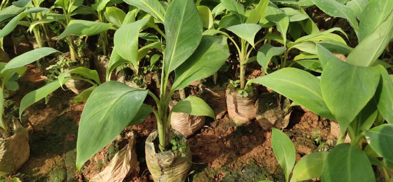 巴西香蕉苗、粉蕉、红香蕉、当年种植当年挂果
