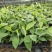 巴西香蕉苗、粉蕉、红香蕉、当年种植当年挂果