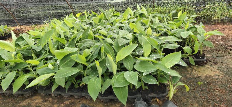 巴西香蕉苗、粉蕉、红香蕉、当年种植当年挂果