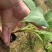 巴西香蕉苗、粉蕉、红香蕉、当年种植当年挂果