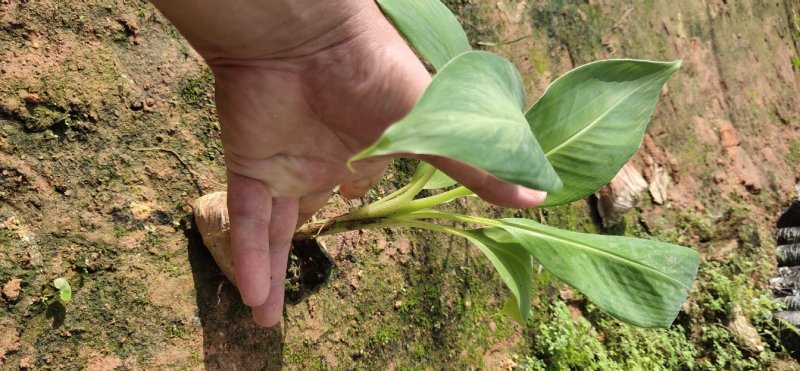 巴西香蕉苗、粉蕉、红香蕉、当年种植当年挂果