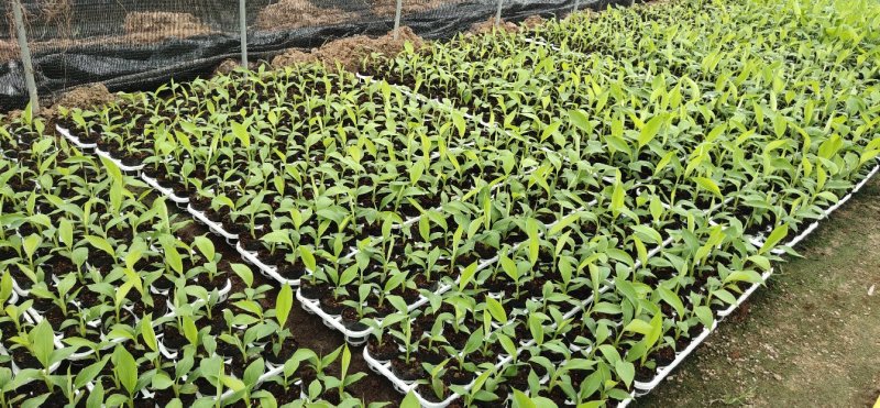 巴西香蕉苗、粉蕉、红香蕉、当年种植当年挂果