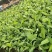 巴西香蕉苗、粉蕉、红香蕉、当年种植当年挂果