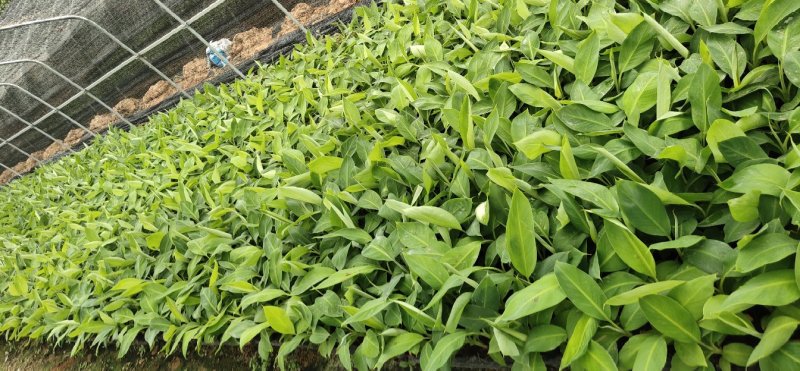 巴西香蕉苗、粉蕉、红香蕉、当年种植当年挂果