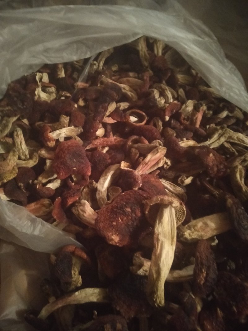 大红菌