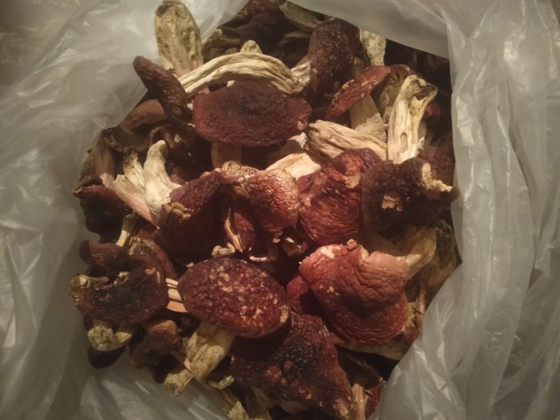 大红菌