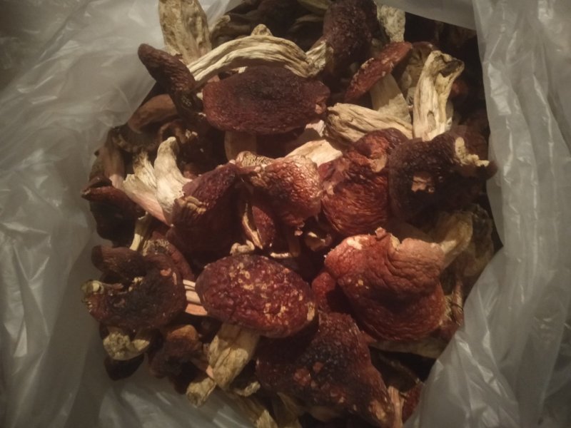 大红菌