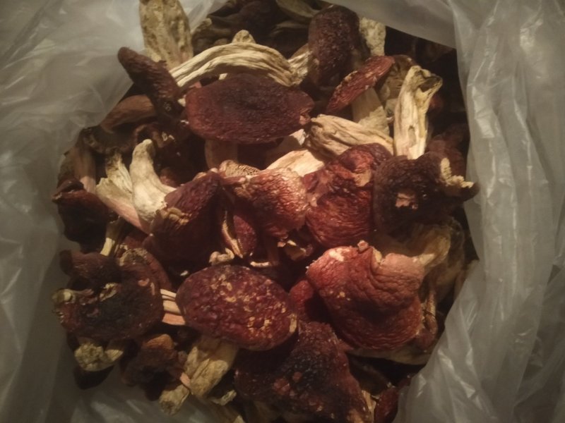 大红菌