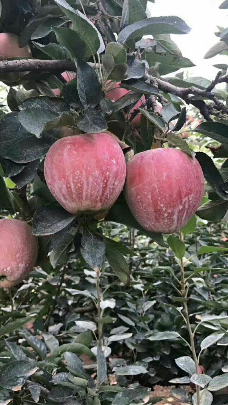 早熟苹果美八红露华硕山下品种价格美丽货源充足全国各地发货