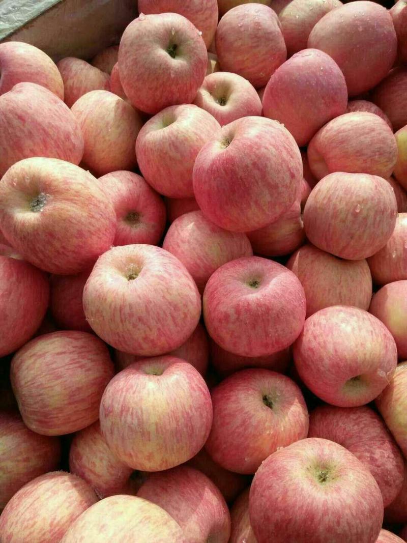 早熟苹果美八红露华硕山下品种价格美丽货源充足全国各地发货
