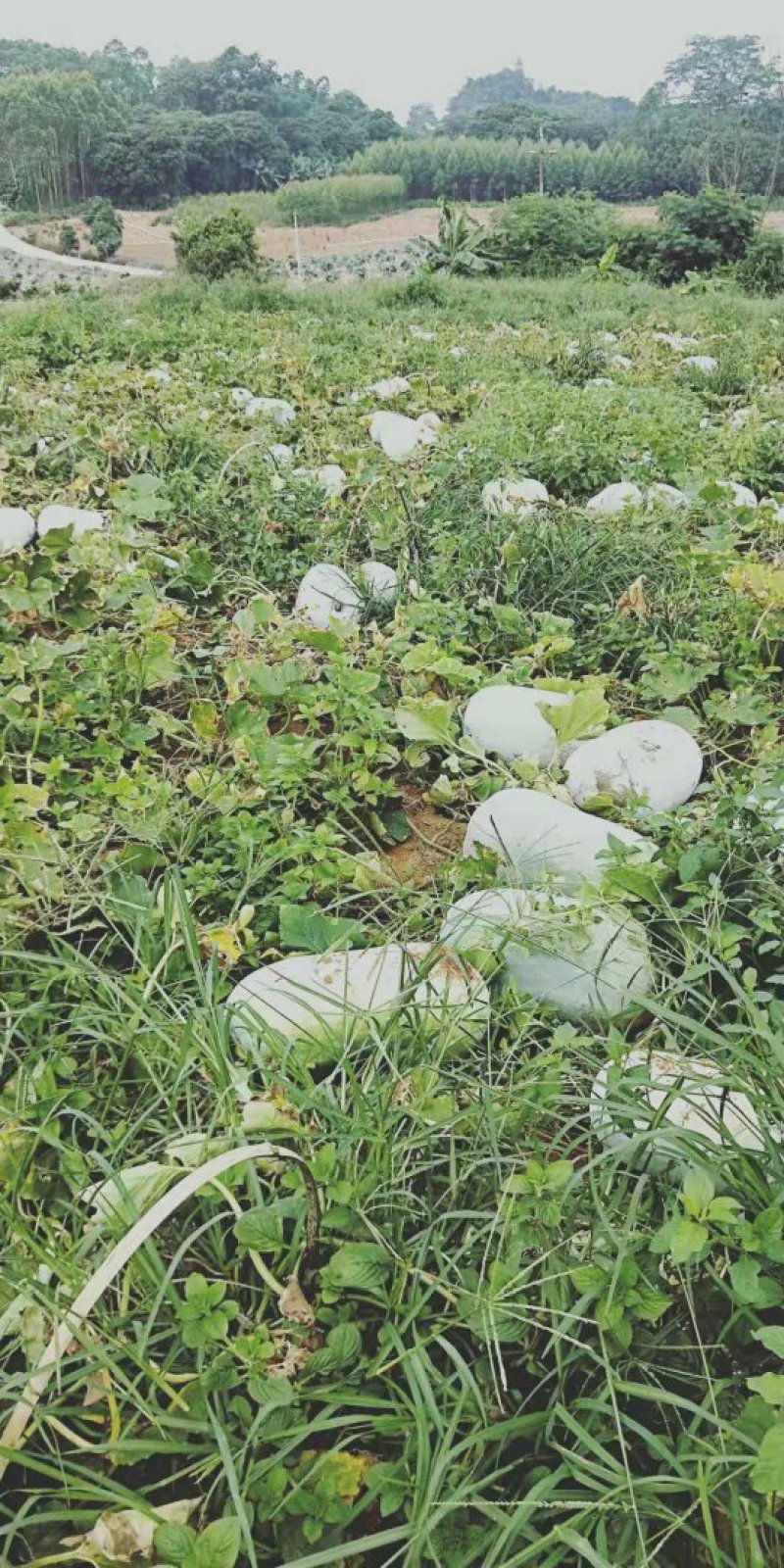白皮冬瓜