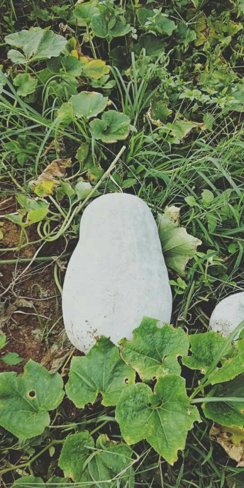 白皮冬瓜