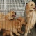 纯种金毛犬，假一赔十，包邮包成活，品种齐全支持线上交易