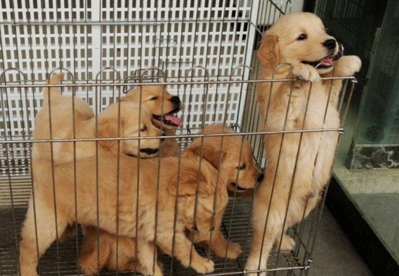 纯种金毛犬，假一赔十，包邮包成活，品种齐全支持线上交易