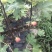 【精品】无花果大苗玻姬红无花果苗保品种包纯度