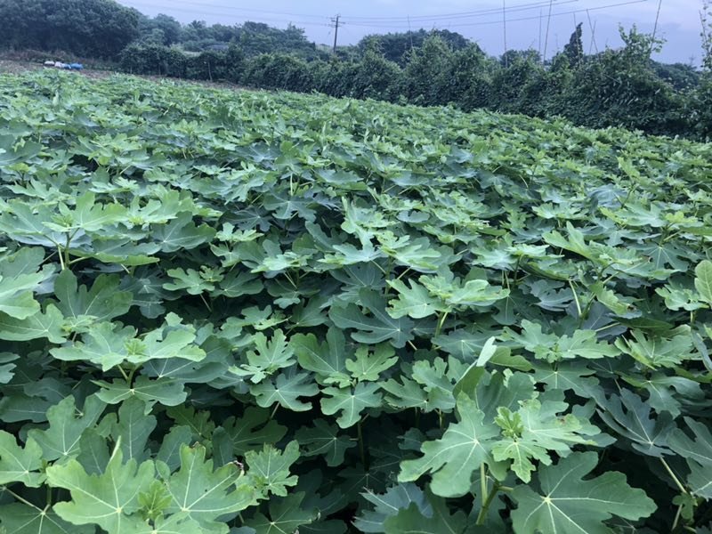 【精品】无花果大苗玻姬红无花果苗保品种包纯度
