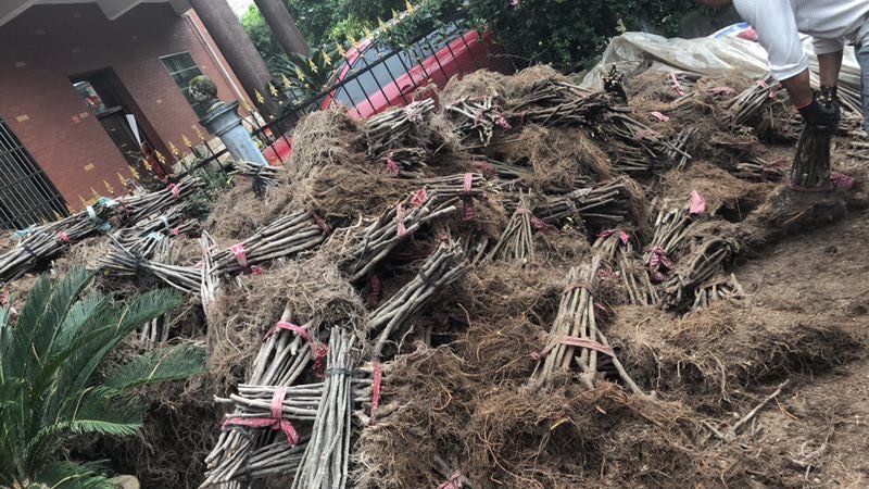 【精品】无花果大苗玻姬红无花果苗保品种包纯度